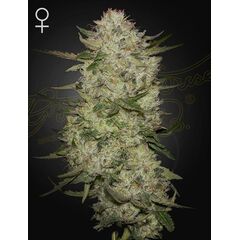 HighCloudZ Auto, Фасовка: 5